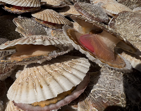 新鮮なホタテを冷凍保存